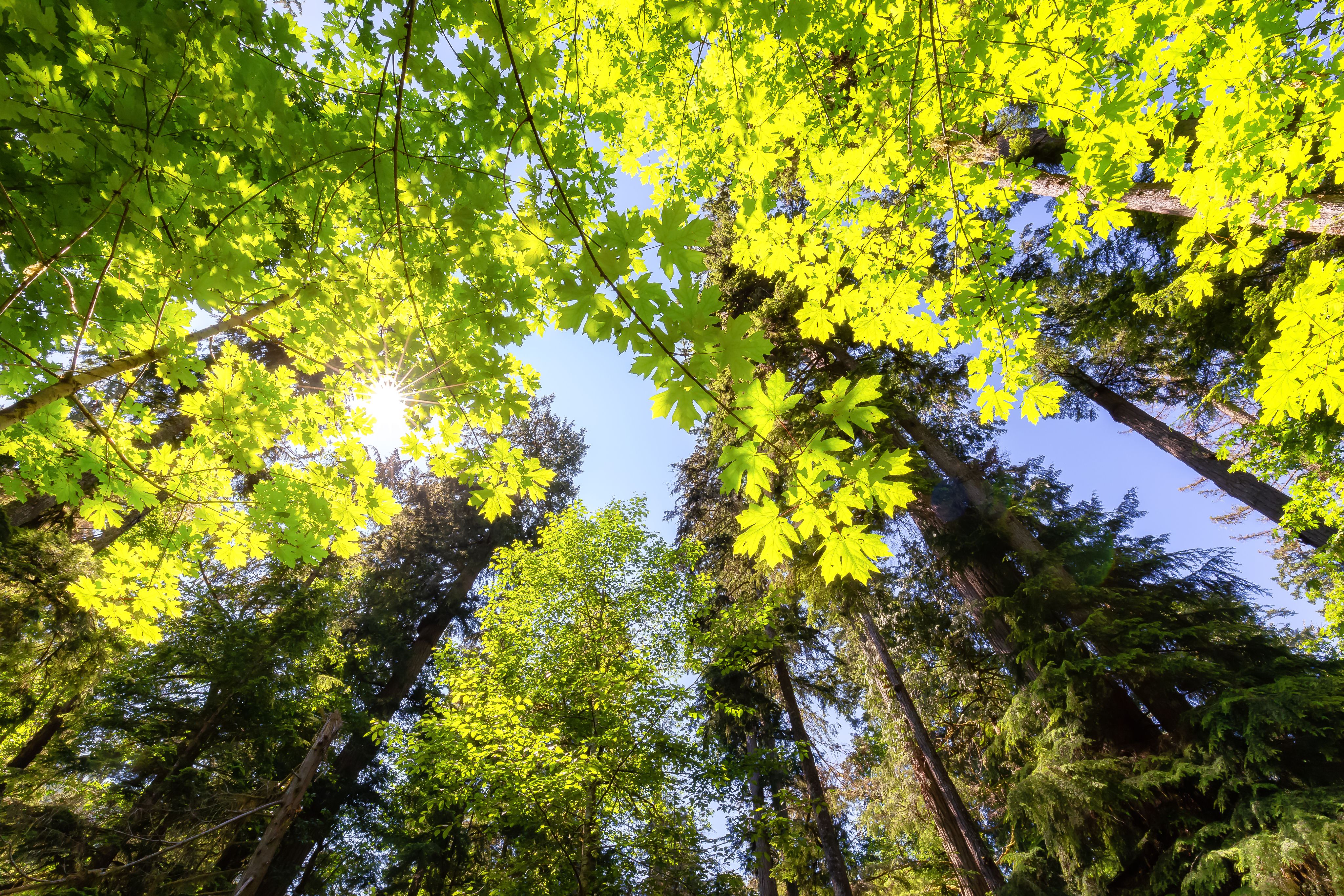 cerificazione fsc® sui prodotti a tua richiesta
